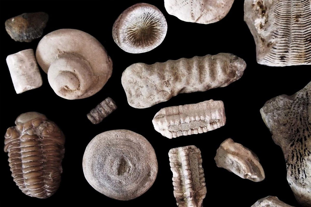 Fossils on coastal stones at Alliklepa