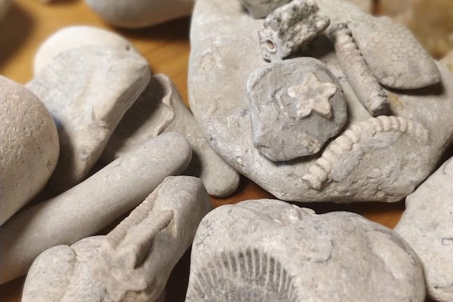 Fossils and stone imprints found on the rocks at Alliklepa beach