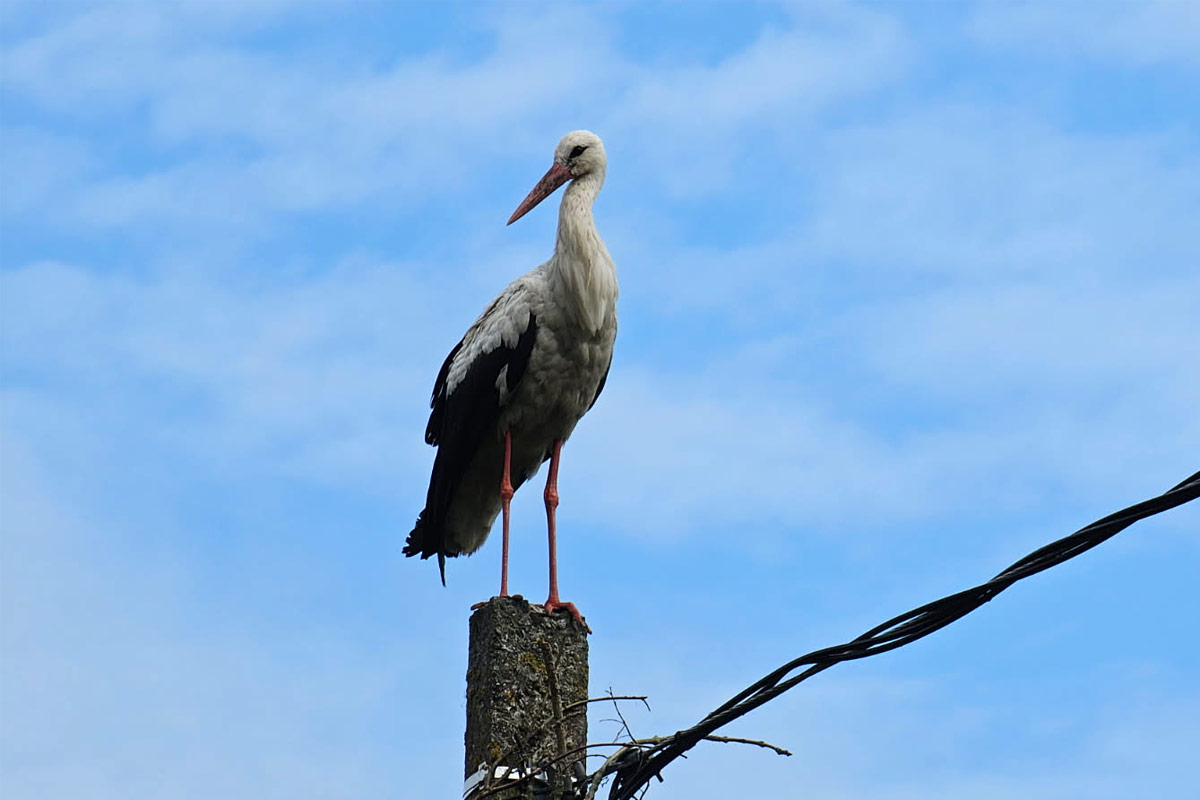 Stork standing on a power pole at Uneallika Puhketalu