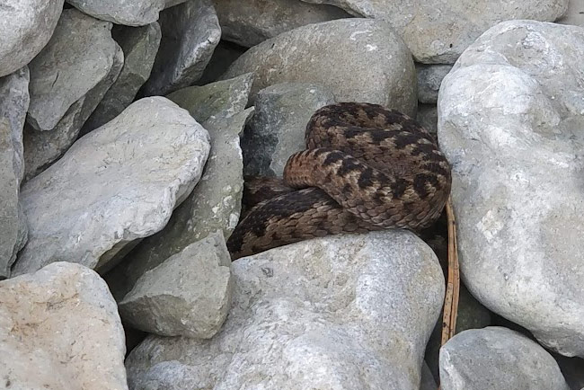 Common viper basking among stones on Alliklepa beach