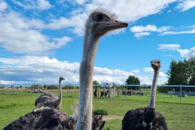 Ostriches at Rätsepa Farm Mini Zoo