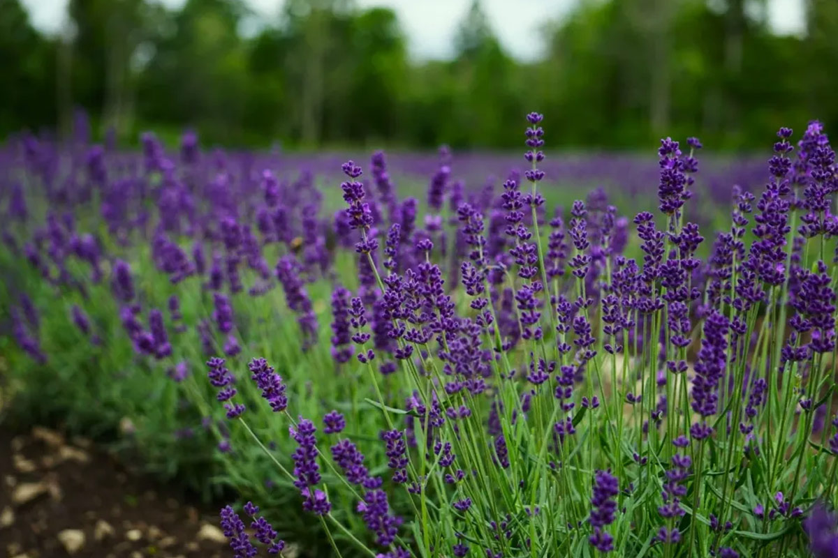 Sootsu Lavender Farm