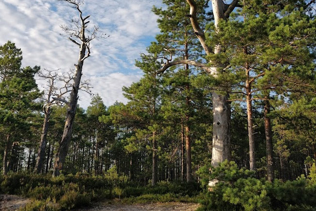 Trees around Tänavjärv Lake, including some burned trunks