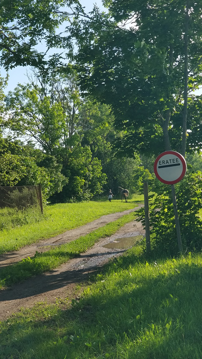 hobused Vihterpalu juures matkateel