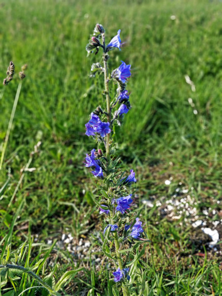 ussikeel